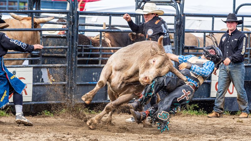 Bull Riding