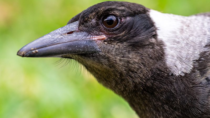 Birds from Australia