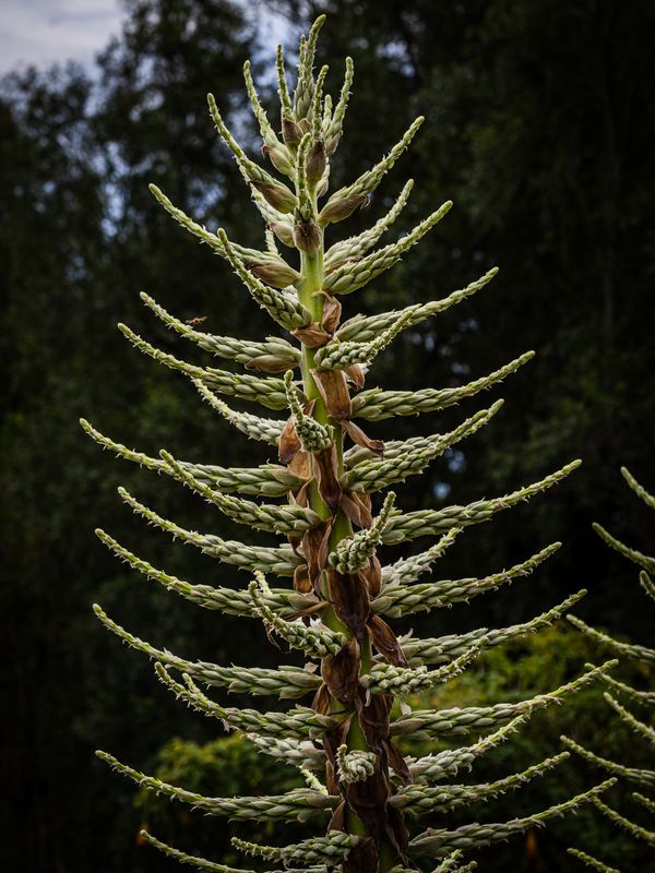 Plants in Australia