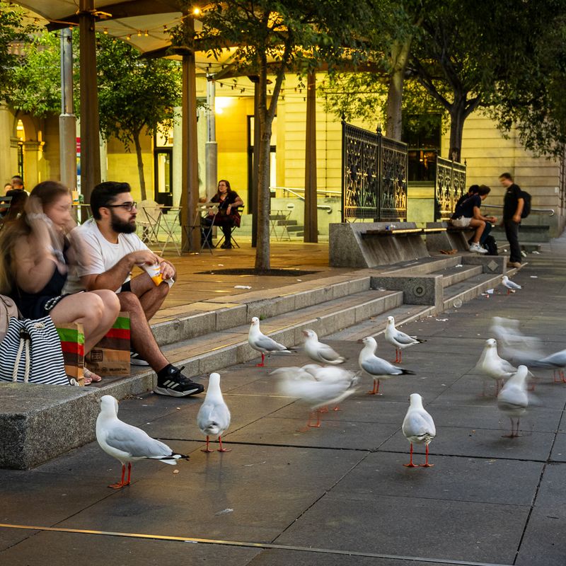 Dinner with the Gulls
