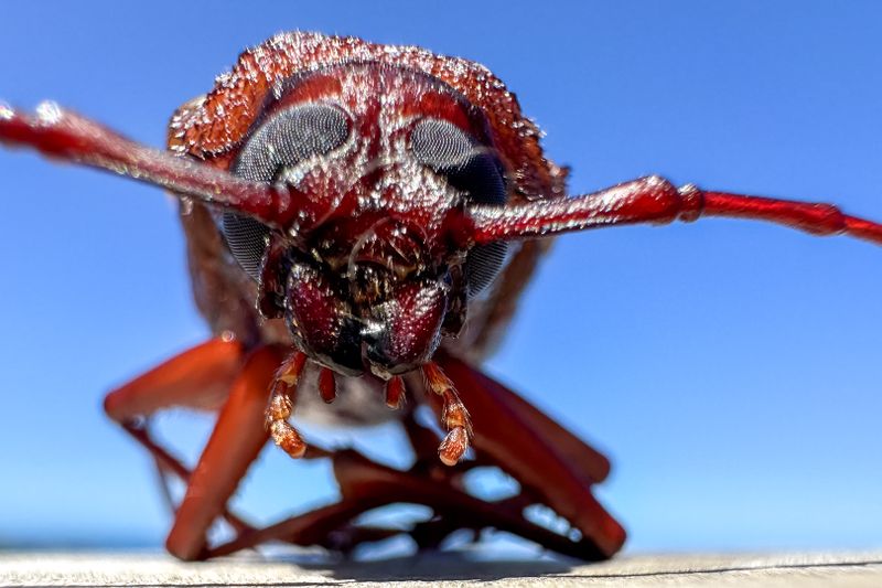 Big Insect