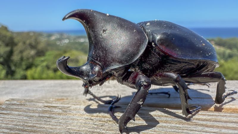 Rhinoceros Beetle