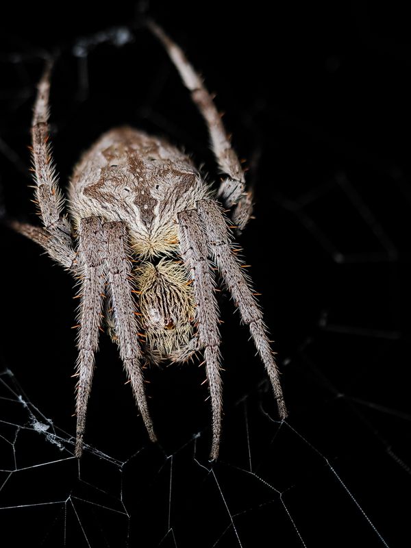 Orb Weaver Spider