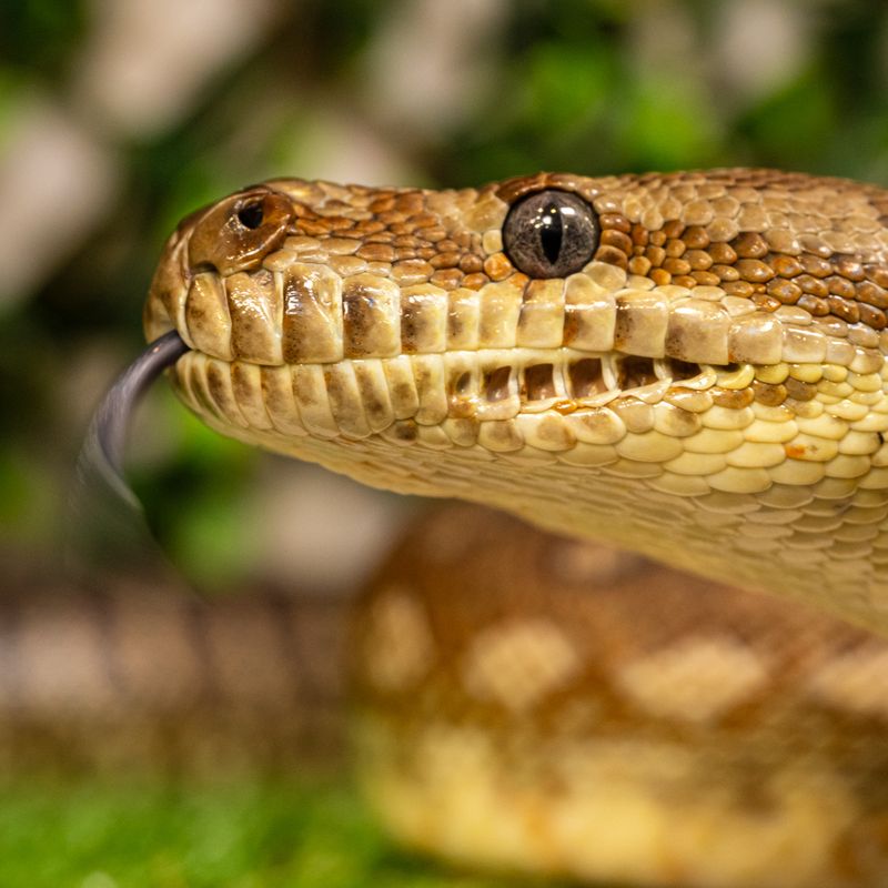 Australian Critters