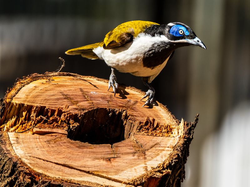 Birds from Australia