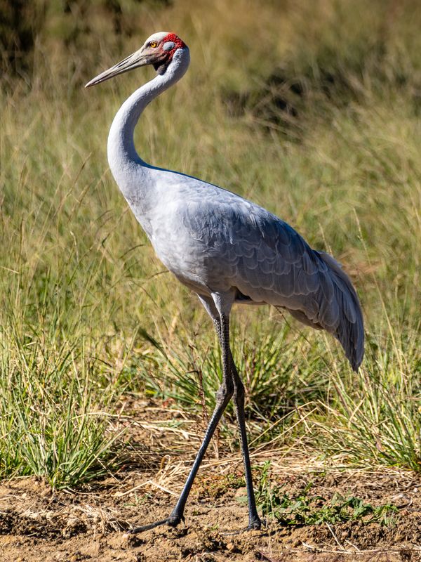 Birds from Australia
