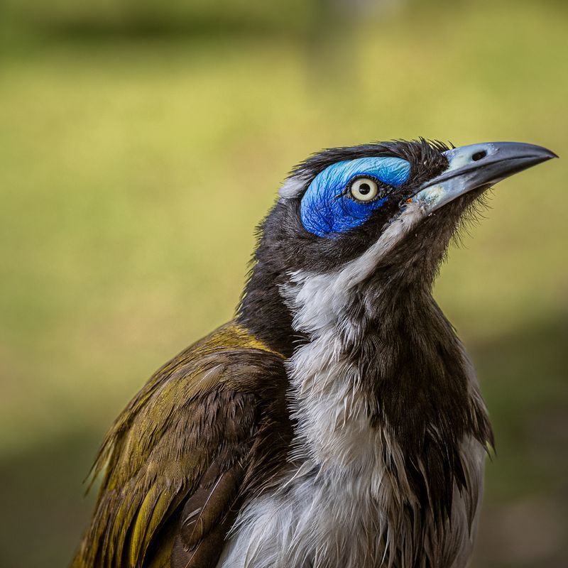 Birds from Australia
