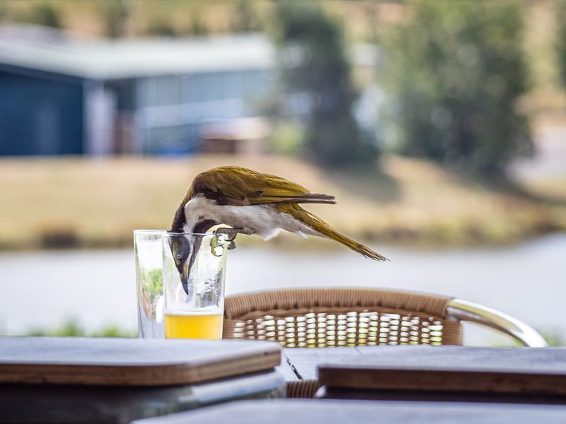 Birds from Australia