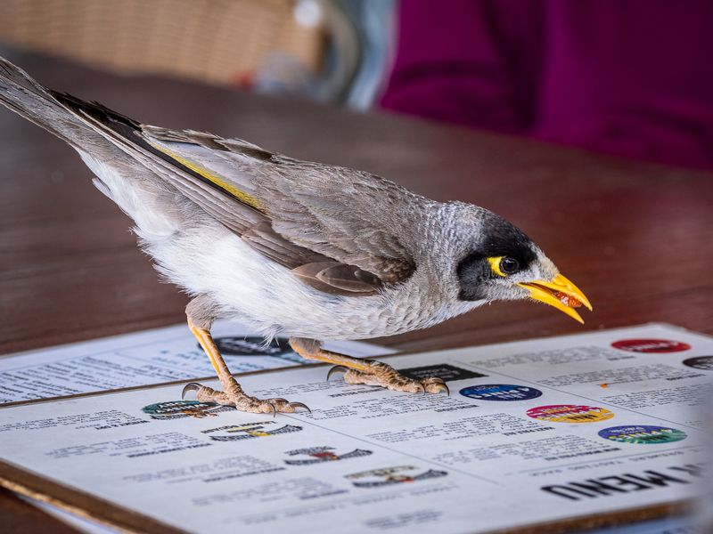 Birds from Australia