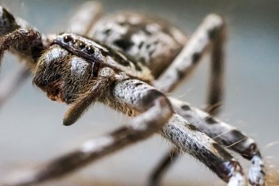 Banded Huntsman Close Up