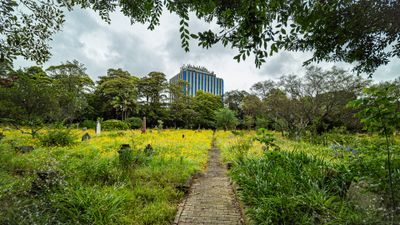 Wildflowers in Sydney