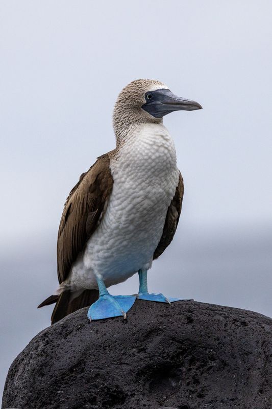 230610-AL6A4581galapagos.jpg