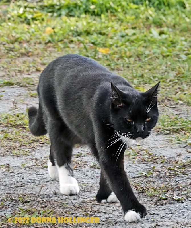 Rocky Strolling the yard