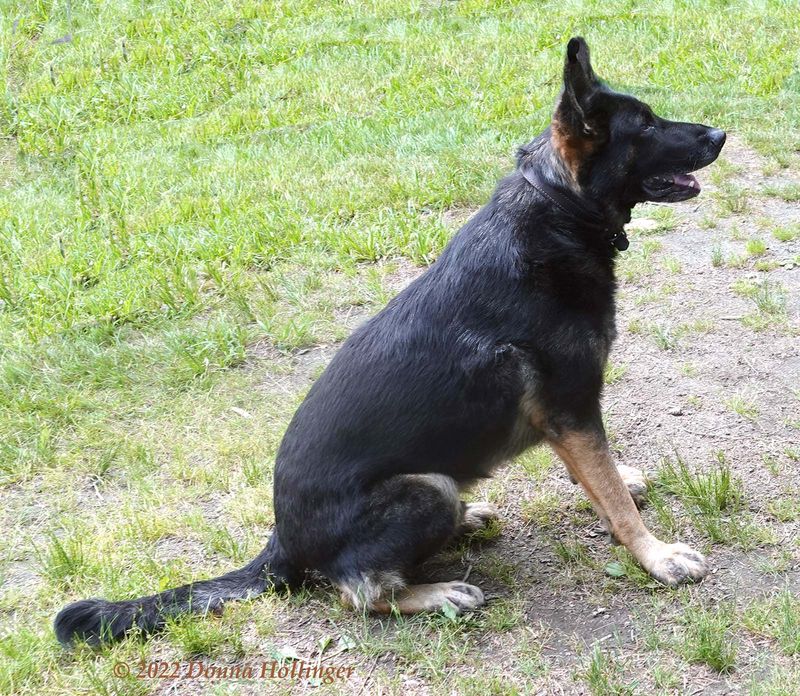 Black German Shepard