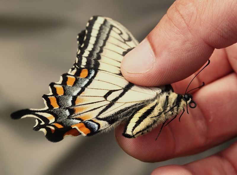 Swallow Tail Butterfly found on a Nature Walk 