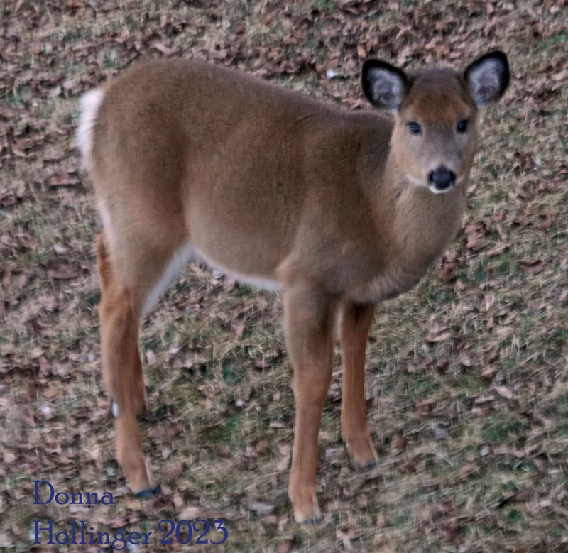 Very Small Deer at Dusk Feeding