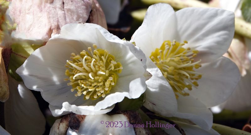 Hellebore flowers