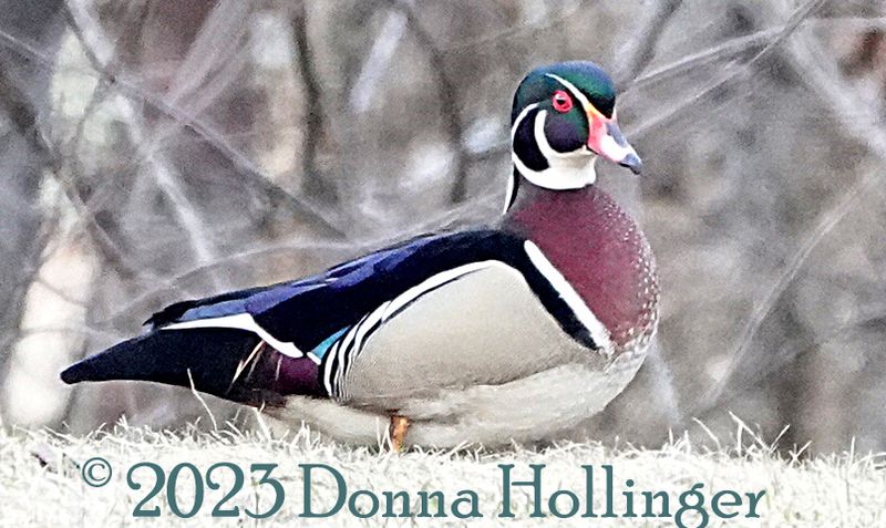 Male Woodduck Looking hopeful
