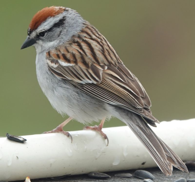We have two Chipping Sparrows feeding on the Balcony 