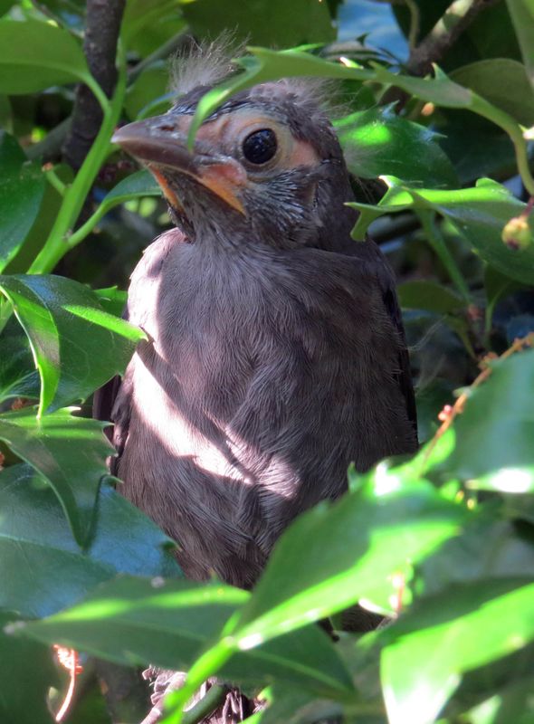Robin Fledgeling