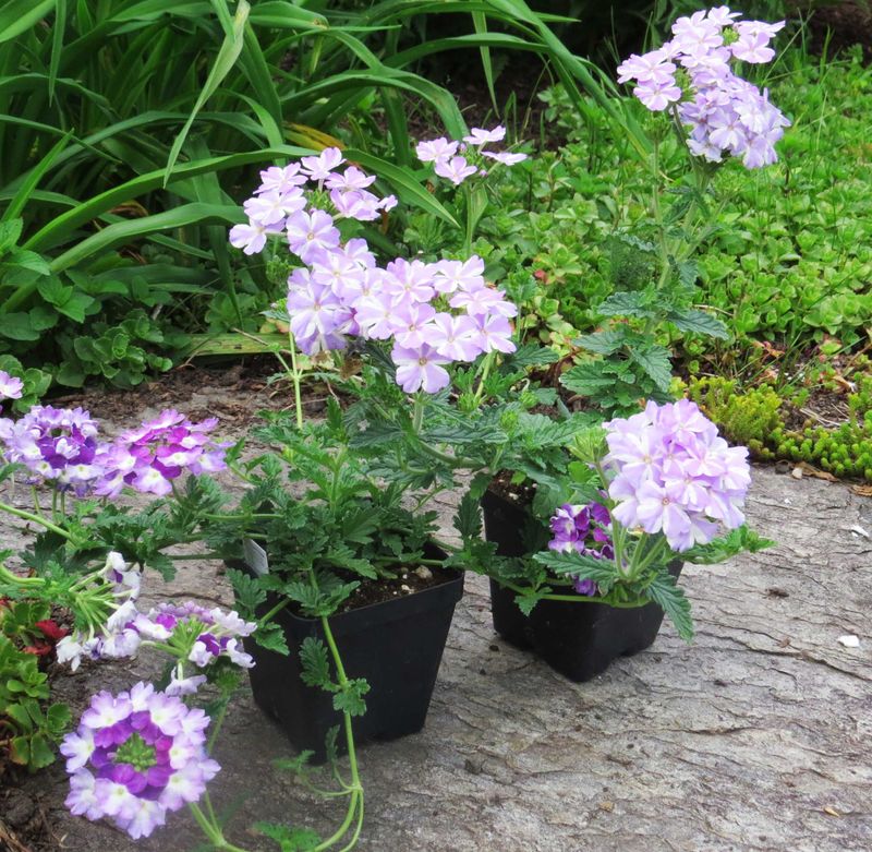 Verbena.0005.copy.jpg