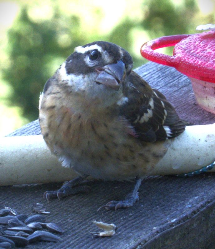 Rose Breasted Immature Male