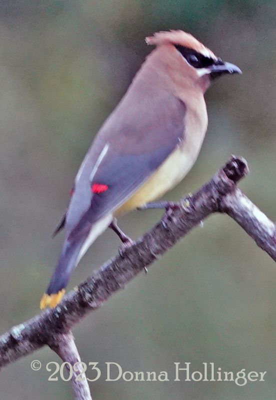 Cedar Waxwing...waiting for dragonflies