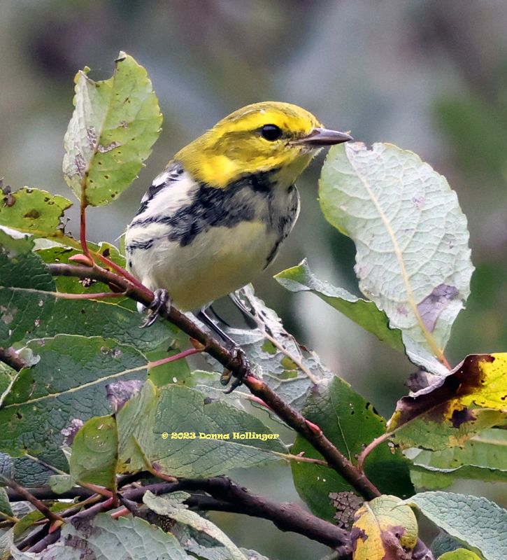 BlackThroated Green Warbler!!!