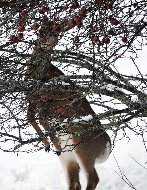This morining this fawn decided she wanted an apple!