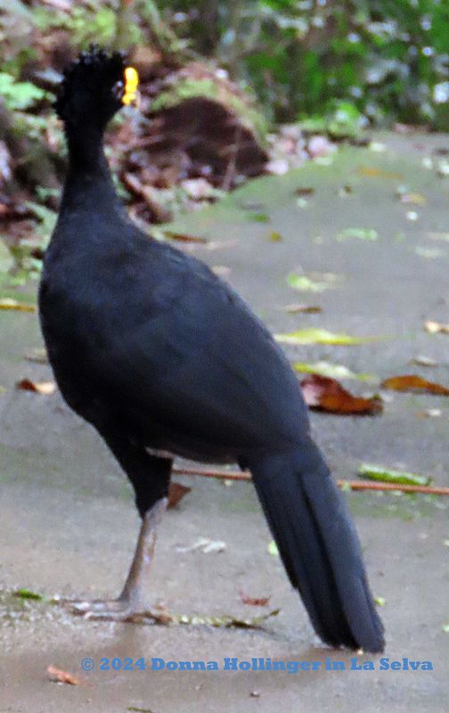 A Great Curassow turning 