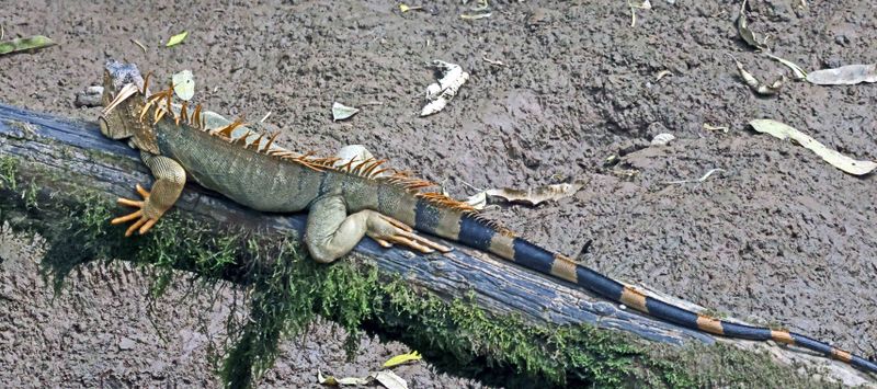 Giant Male Lizard Cooling off at noon