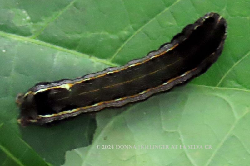 Lined Caterpillar