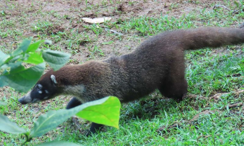 Coatimundi