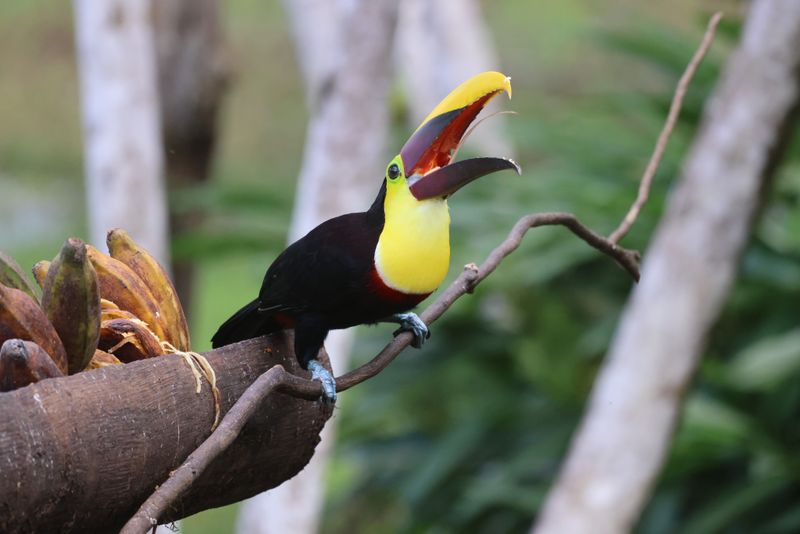 This Chestnut Mandibled Toucan was with a group of Oropendulas (montezumas)