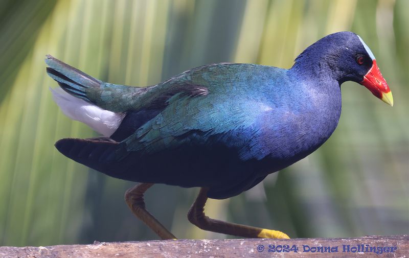 Purple Gallinule on my Birthday!