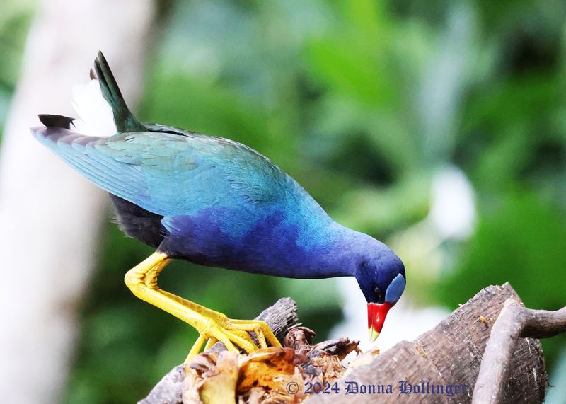 Purple Gallinule having a banana breakfast