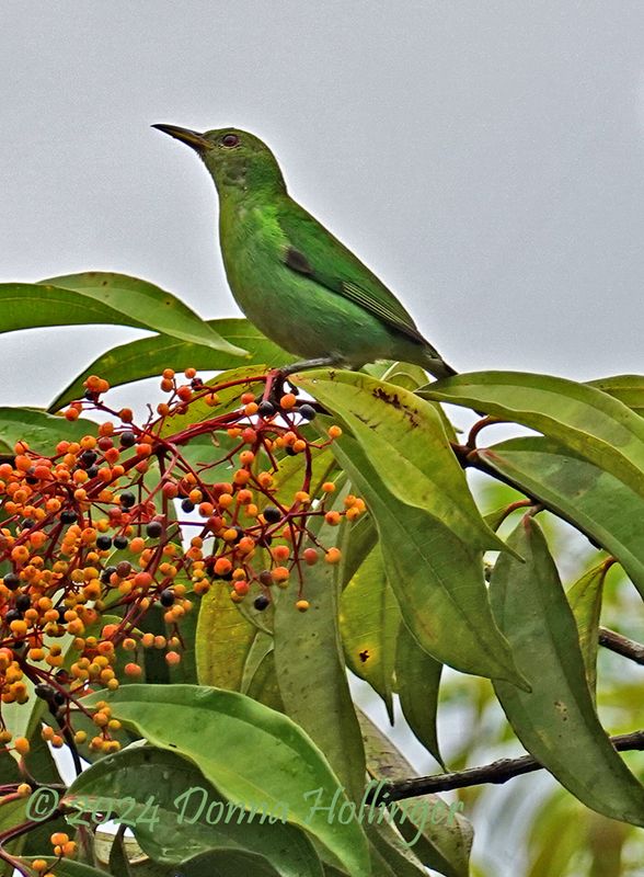 Female HoneyCreeper?