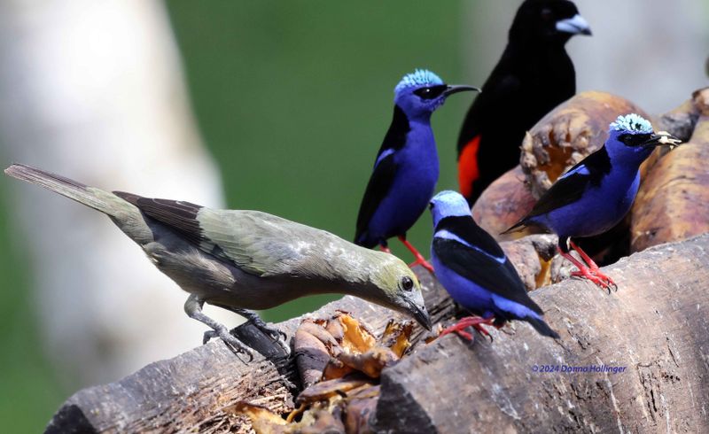 1 Palm Tanager, 3 redlegged honeycreepers...and a Scarlet Rumped Tanager