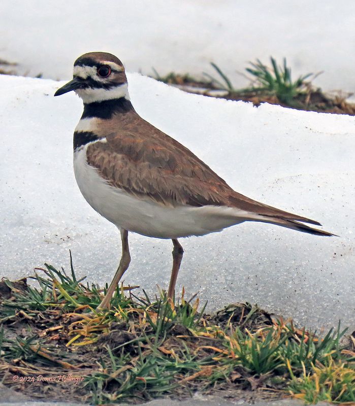 3 Kildeer males looking for nesting