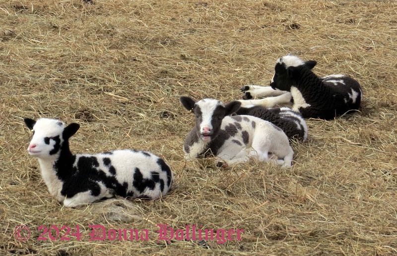 Four Baby Goats