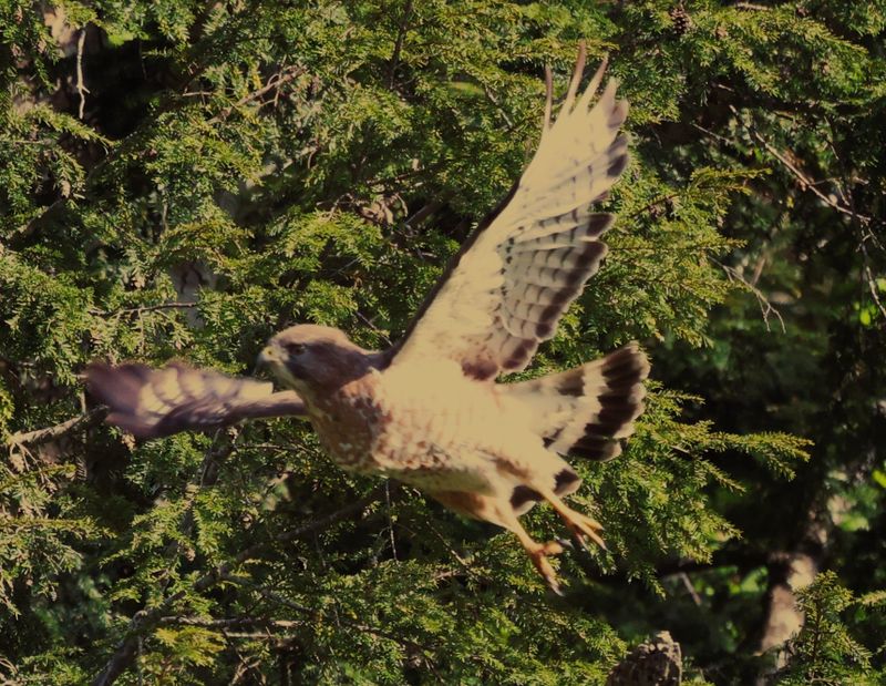 Broadwinged Hawk Taking off