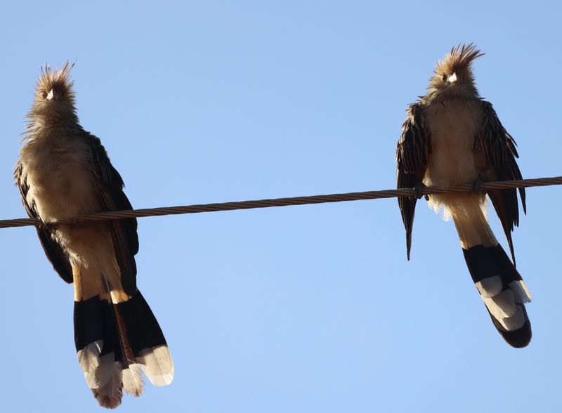 Guira Cuckoos
