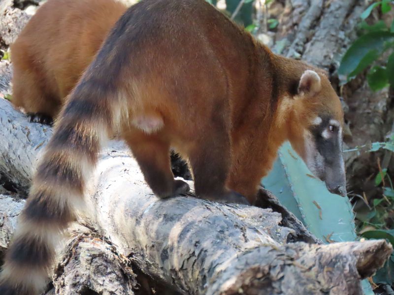 Coatimundi at the Aymara Lodge