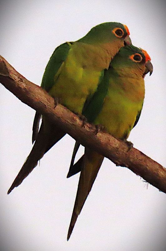 Peach-Fronted Parakeets 
