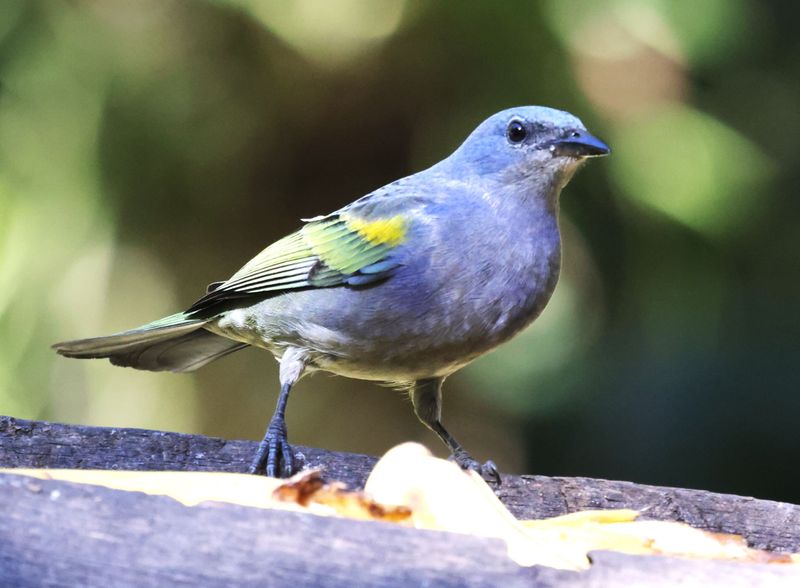 Golden Chevron Tanager
