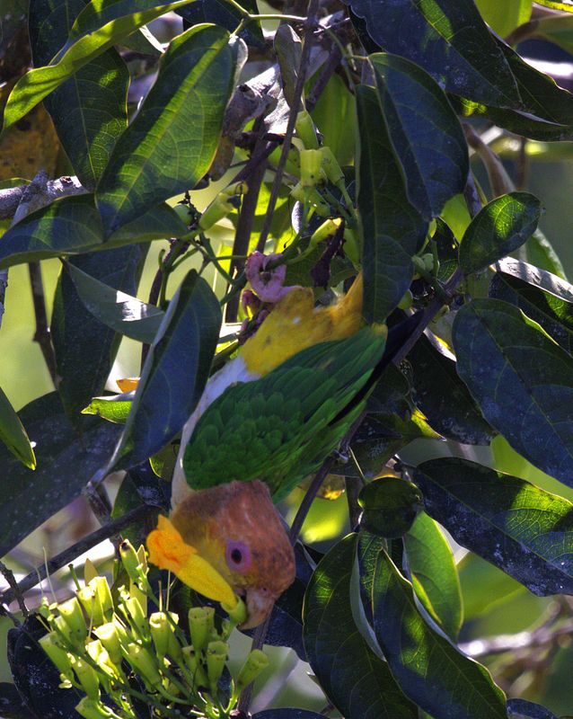In the Canopy--White Bellied Parrot eating flowers 