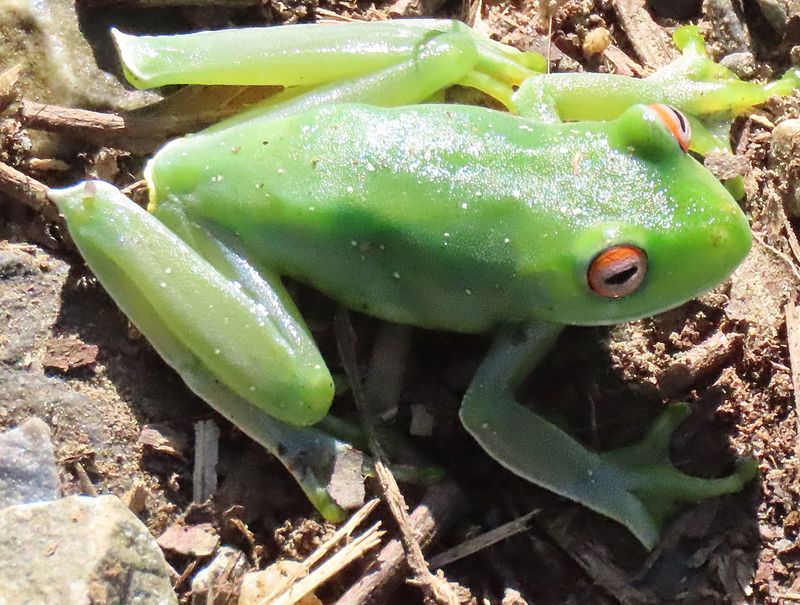 Canebrake Frog