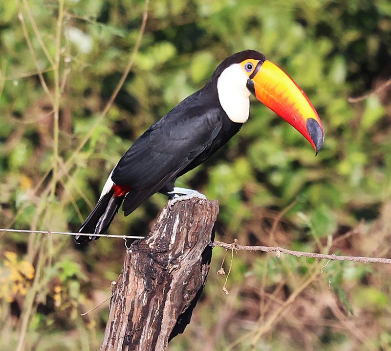 TOCO TOUCAN