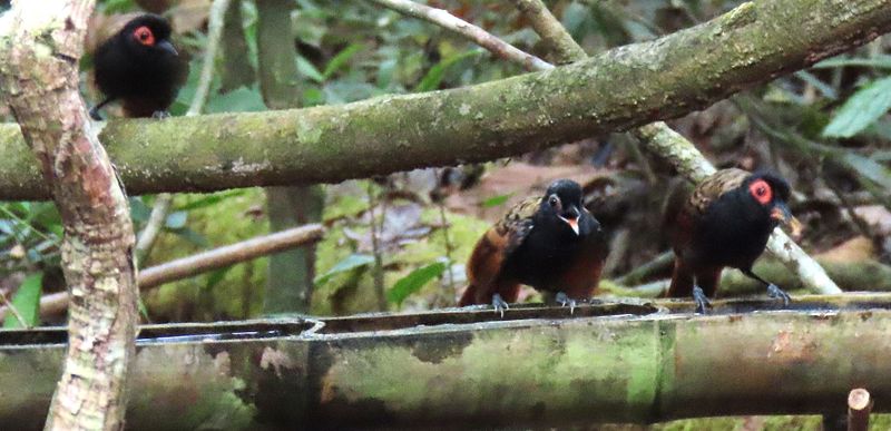 Hungry Antbirds.