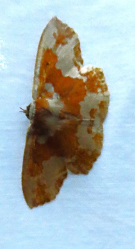 Cristalino Moth